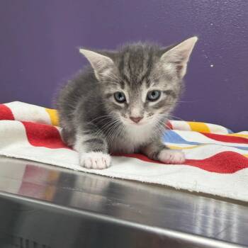 Andi -  Domestic Short Hair Cat for Adoption in Englewood, Florida - Andi | PetCurious