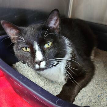 Bob Clawley & The Whiskers -  Domestic Short Hair Cat Available for Adoption in Dixon, Illinois - Bob Clawley & The Whiskers | PetCurious
