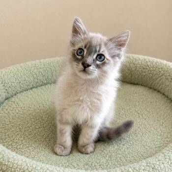 Solstice -  Siamese and Domestic Medium Hair Cat for Adoption in Long Beach, Washington - Solstice | PetCurious