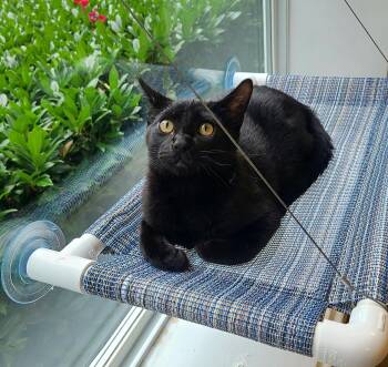 Waylon -  Domestic Short Hair Cat for Adoption in Kirkland, Washington - Waylon | PetCurious