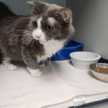 Domestic Long Hair Cats Available for Adoption in Kingman, Arizona - Syrup | PetCurious