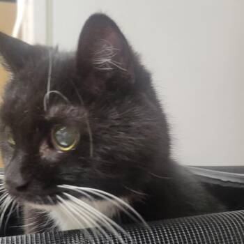 Domestic Short Hair Cats Available for Adoption in Milan, Illinois - Socks II | PetCurious