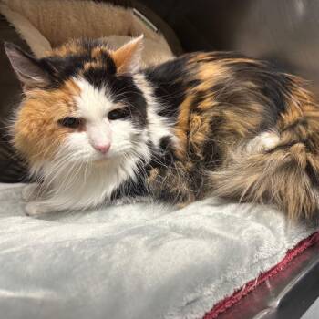 Olive -  Domestic Long Hair Cat for Adoption in Edwardsville, Illinois - Olive | PetCurious