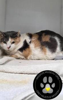 Cocotte -  Domestic Short Hair Cat for Adoption in Delson, Quebec - Cocotte | PetCurious