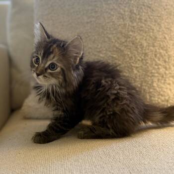 Rescue Domestic Medium Hair Cats for Adoption in Spokane, Washington - Fergie | PetCurious