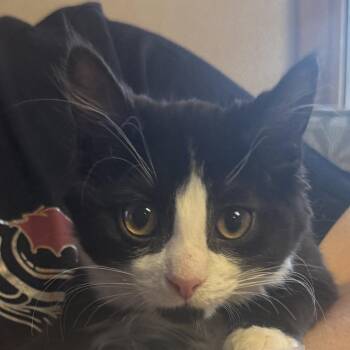 Oberon 22518 Vacation Foster Neeeded 8/29-9/16 -  Domestic Short Hair Cat for Adoption in Minneapolis, Minnesota - Oberon 22518 Vacation Foster Neeeded 8/29-9/16 | PetCurious