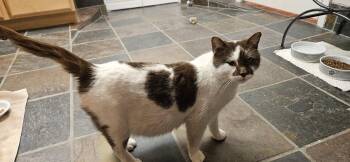 Domestic Short Hair Cats Available for Adoption in Evergreen, Colorado - Cinnamon | PetCurious