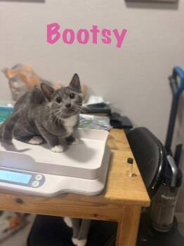 Bootsy -  Domestic Short Hair Cat for Adoption in Ruskin, Florida - Bootsy | PetCurious