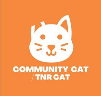 Domestic Long Hair Cats Available for Adoption in El Paso, Texas - 60910813 | PetCurious