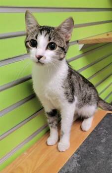 ADALYN -  Domestic Short Hair Cat for Adoption in St. Peters, Missouri - ADALYN | PetCurious
