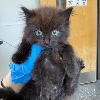 Tuscon -  Domestic Medium Hair Cat for Adoption in Columbiana, Alabama - Tuscon | PetCurious