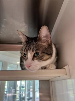 Rescue Domestic Short Hair Cats for Adoption in Pearland, Texas - RITA | PetCurious