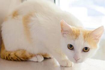 Garnet -  Domestic Short Hair Cat for Adoption in Longmont, Colorado - Garnet | PetCurious