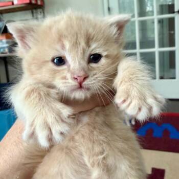 Laney -  Domestic Short Hair Cat for Adoption in Aldie, Virginia - Laney | PetCurious
