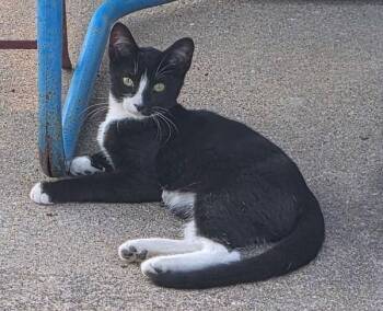 Oreo -  Domestic Short Hair Cat for Adoption in Des Moines, Iowa - Oreo | PetCurious
