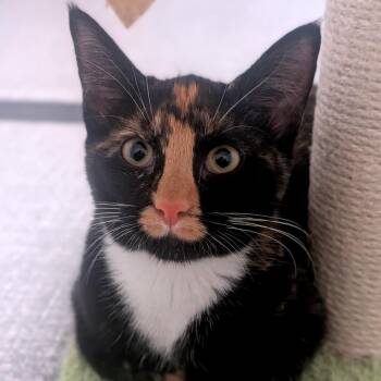 Beanie -  Domestic Short Hair Cat for Adoption in Brownsboro, Alabama - Beanie | PetCurious
