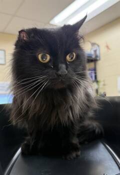 Domestic Long Hair Cats Available for Adoption in Aliquippa, Pennsylvania - BOBA | PetCurious