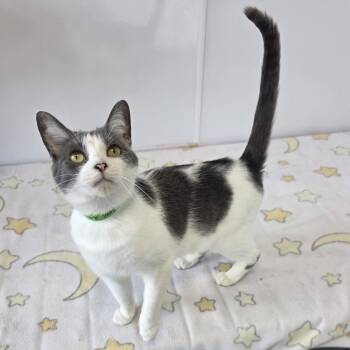 Domestic Short Hair Cats Available for Adoption in Fort Wayne, Indiana - Trailer Park Tammy | PetCurious