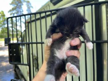 A657253 -  Domestic Short Hair Cat for Adoption in Houston, Texas - A657253 | PetCurious