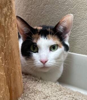 Domestic Short Hair Cats Available for Adoption in Neillsville, Wisconsin - Venus | PetCurious