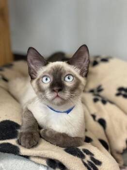 Kitten 28054 (Toast) -  Siamese Cat for Adoption in Parlier, California - Kitten 28054 (Toast) | PetCurious