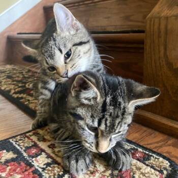 0122-44 Onyx -  Domestic Short Hair Cat for Adoption in Abingdon, Maryland - 0122-44 Onyx | PetCurious