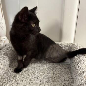 Destiny -  Domestic Short Hair Cat for Adoption in Granville, Ohio - Destiny | PetCurious