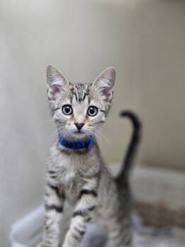 Rescue Domestic Short Hair Cats for Adoption in North Charleston, South Carolina - 88249a Cena-Petco West Ashley | PetCurious