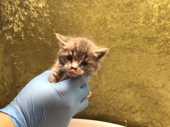 CUTIE PIE -  Domestic Short Hair Cat for Adoption in Riverside, California - CUTIE PIE | PetCurious