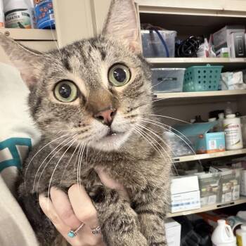 Catfish -  Tabby and Domestic Short Hair Cat for Adoption in Columbia, South Carolina - Catfish | PetCurious