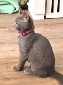Suede Willow Grove Area FCID# 07/28/2026-6 -  Domestic Short Hair Cat for Adoption in Greenville, Delaware - Suede Willow Grove Area FCID# 07/28/2026-6 | PetCurious