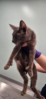 Miso -  Domestic Short Hair Cat for Adoption in Athens, Tennessee - Miso | PetCurious