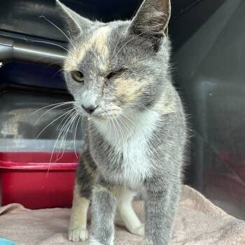 Rescue Domestic Short Hair Cats for Adoption in Jefferson City, Tennessee - Lefty | PetCurious