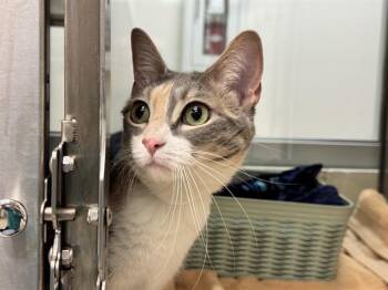 COOKIE DOUGH -  Domestic Short Hair Cat for Adoption in Pueblo, Colorado - COOKIE DOUGH | PetCurious