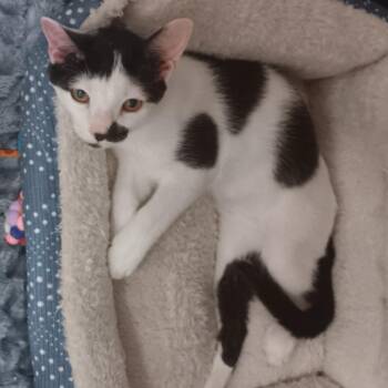Felix -  Domestic Short Hair Cat for Adoption in Jupiter, Florida - Felix | PetCurious
