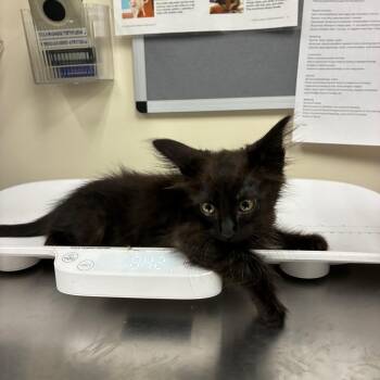 Tennessee -  Domestic Medium Hair Cat for Adoption in Pasadena, California - Tennessee | PetCurious