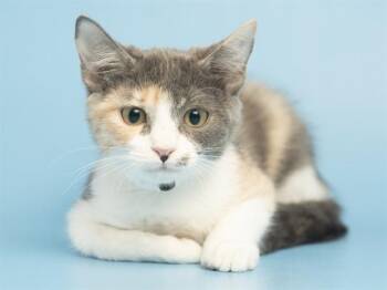 ASHLEY -  Domestic Short Hair Cat for Adoption in Phoenix, Arizona - ASHLEY | PetCurious