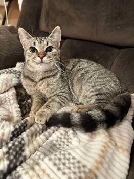 Domestic Short Hair Cats Available for Adoption in East Lansing, Michigan - Sadie | PetCurious