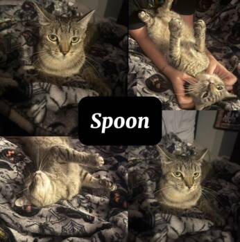 SPOON -  Tabby Cat for Adoption in Lawton, Oklahoma - SPOON | PetCurious