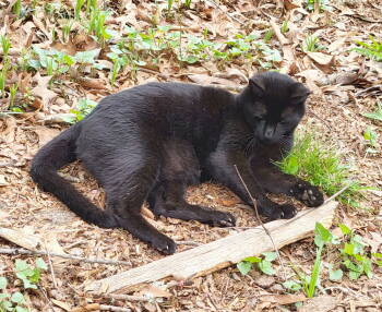 Rescue American Shorthair Cats for Adoption in Atlanta, Georgia - Van - Temp Foster Needed | PetCurious