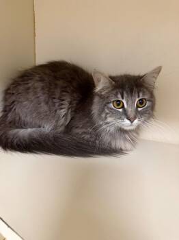 Mica -  Domestic Medium Hair Cat for Adoption in Troy, Ohio - Mica | PetCurious