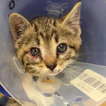 Bridgerton -  Domestic Short Hair Cat for Adoption in Greenville, South Carolina - Bridgerton | PetCurious