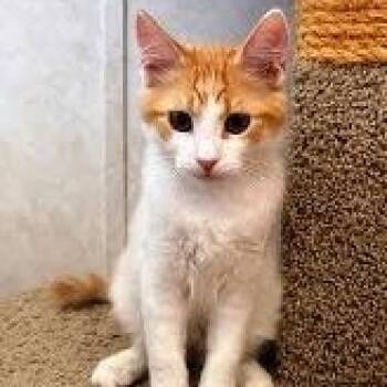 Cooper -  Domestic Short Hair Cat for Adoption in Mesquite, Nevada - Cooper | PetCurious