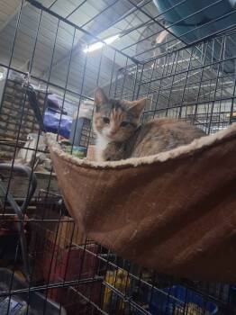 Rescue Domestic Short Hair Cats for Adoption in Crossville, Tennessee - Carla | PetCurious