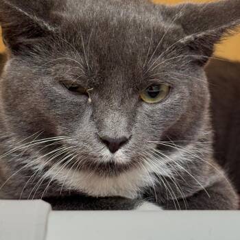 Onyx -  Domestic Short Hair Cat for Adoption in East Hanover, New Jersey - Onyx | PetCurious