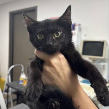 Zeppelin -  Domestic Short Hair Cat for Adoption in Hattiesburg, Mississippi - Zeppelin | PetCurious