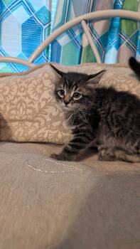 Lima Bean -  Domestic Long Hair Cat for Adoption in North Brunswick Township, New Jersey - Lima Bean | PetCurious
