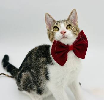 Ryland Grace -  Domestic Short Hair Cat for Adoption in Lucedale, Mississippi - Ryland Grace | PetCurious