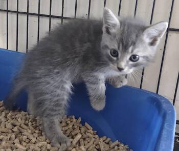 Xaden -  Domestic Medium Hair Cat for Adoption in Albemarle, North Carolina - Xaden | PetCurious