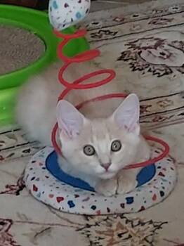 Rescue Tabby and Domestic Long Hair Cats for Adoption in Sacramento, California - Cowardly Lion | PetCurious